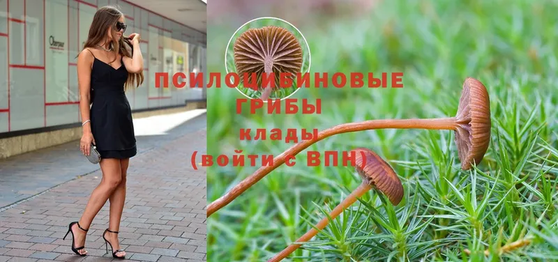 Псилоцибиновые грибы Psilocybine cubensis  купить  цена  кракен ссылки  Балахна 